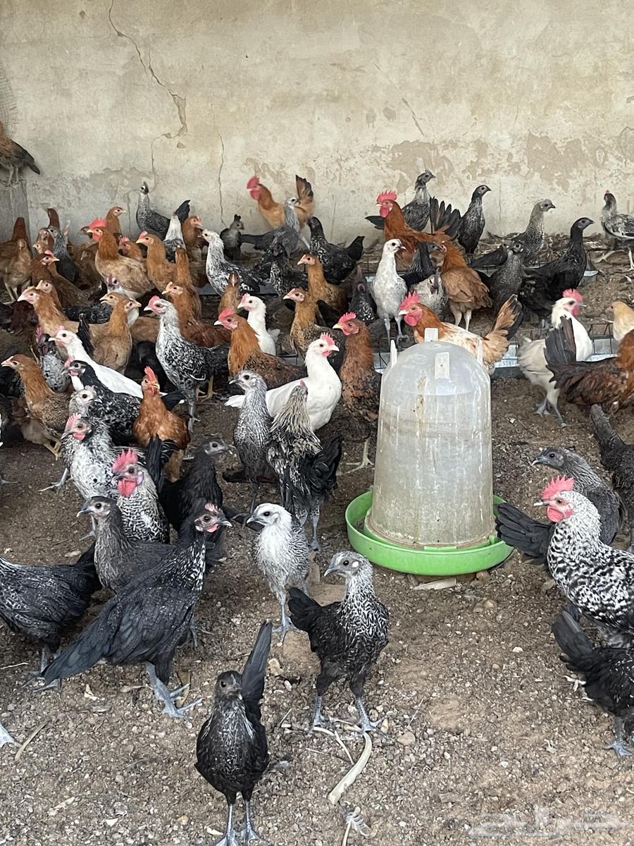 Chicken sauce63405430686851111