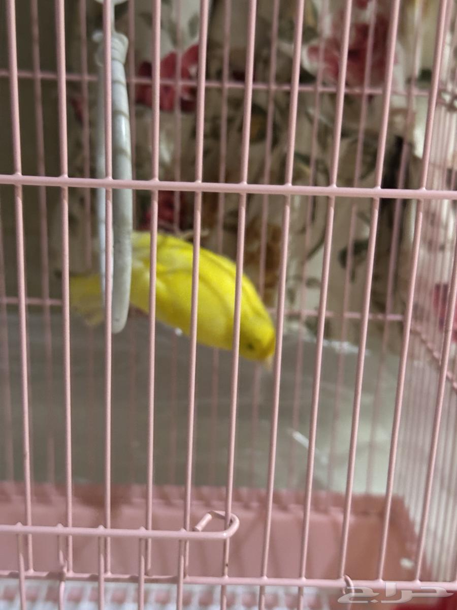 Canary birds are singing63405441122435113
