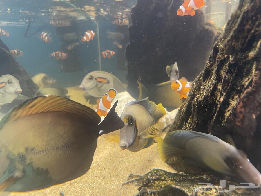 Nemo fish63402901790594111