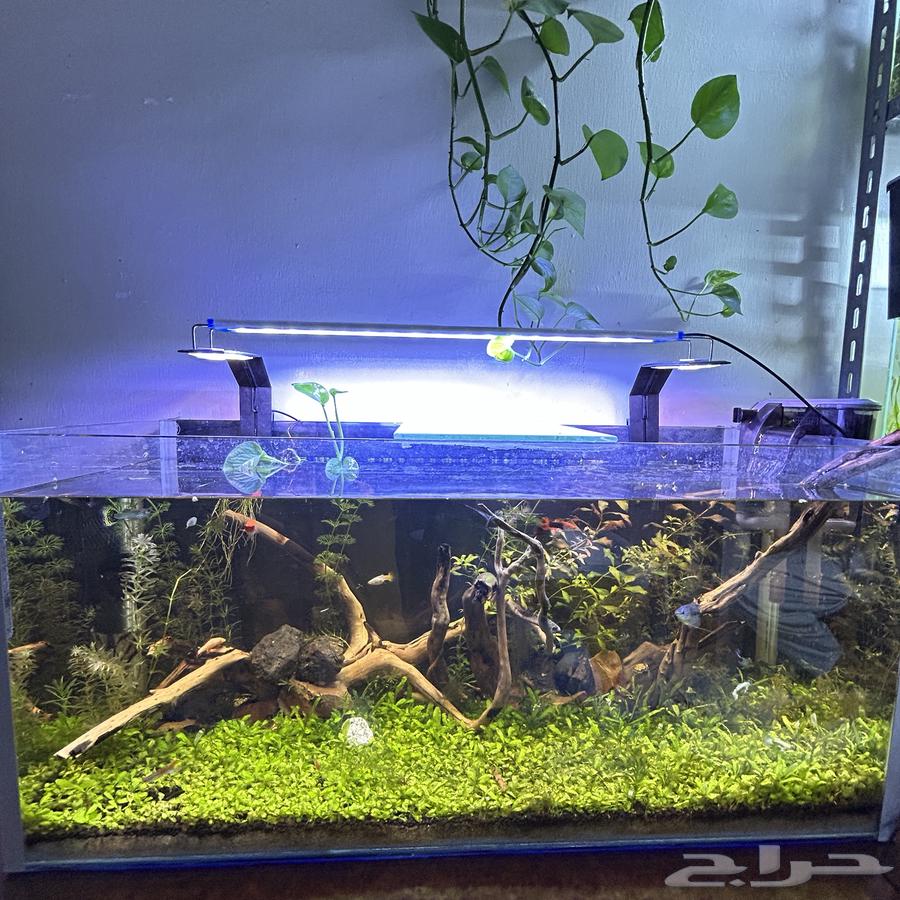aquarium for sale planted full system in pictures63407152890881116