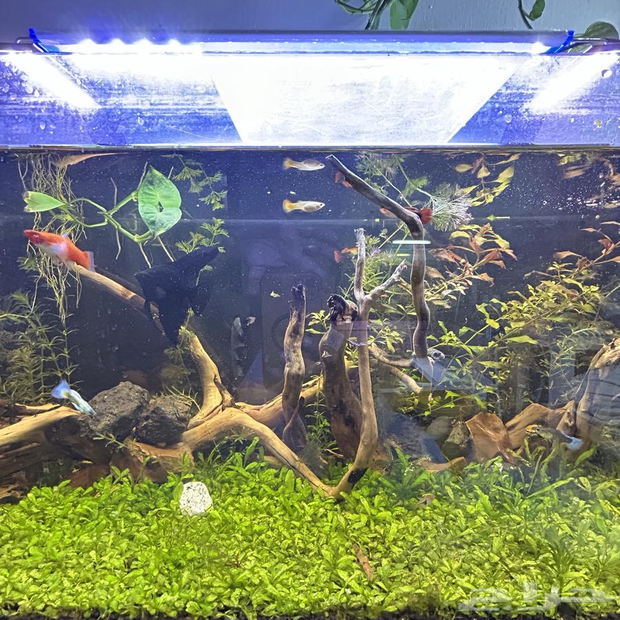 aquarium for sale planted full system in pictures63407152890881111