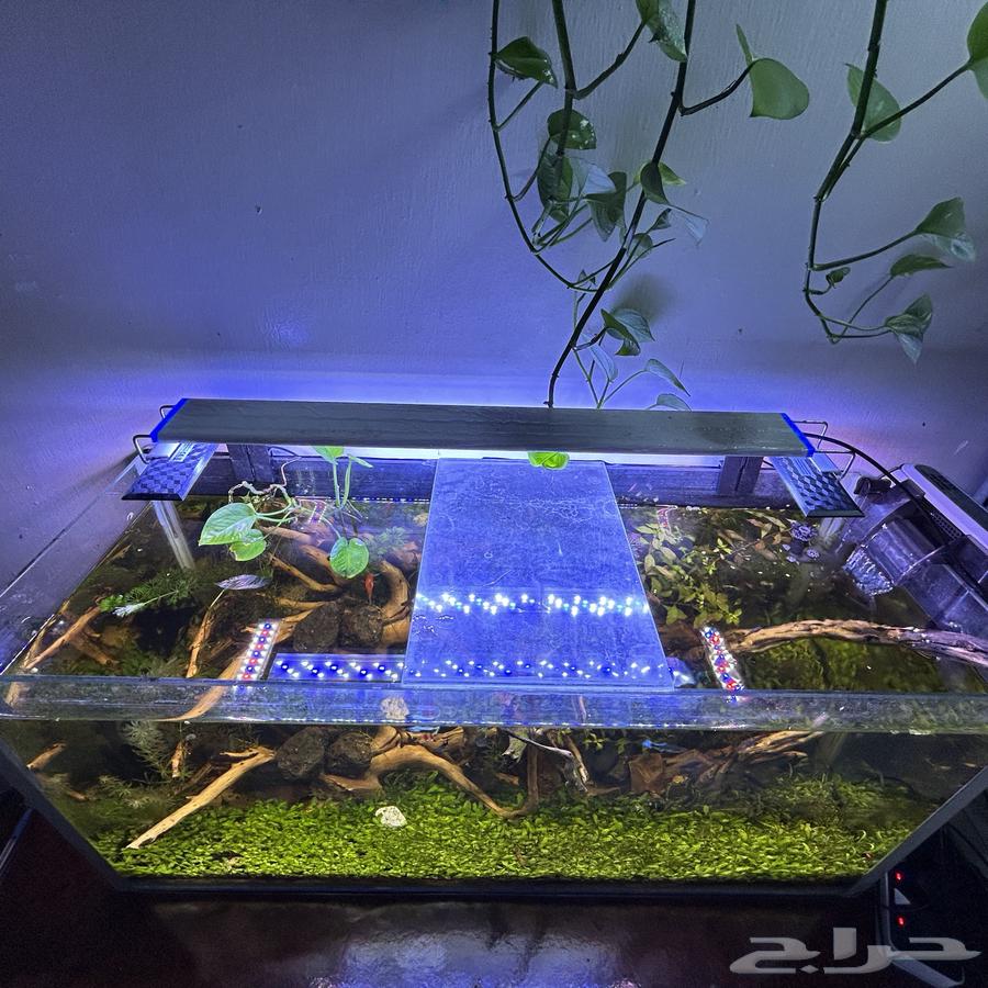 aquarium for sale planted full system in pictures63407152890881112