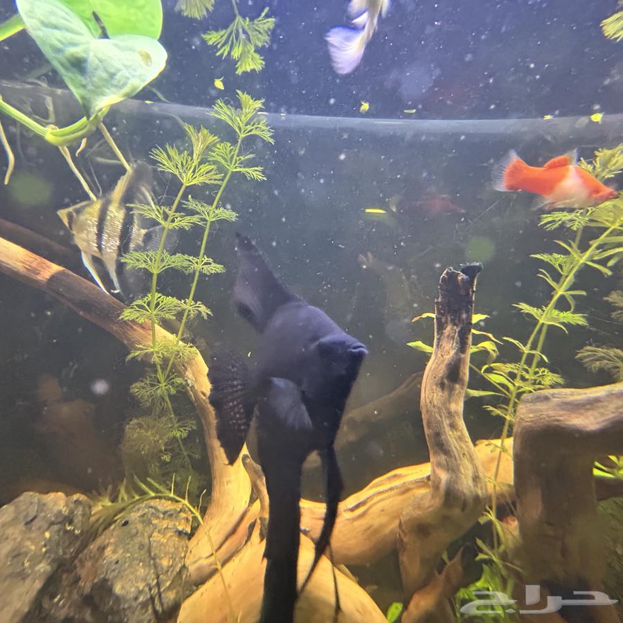 aquarium for sale planted full system in pictures63407152890881114
