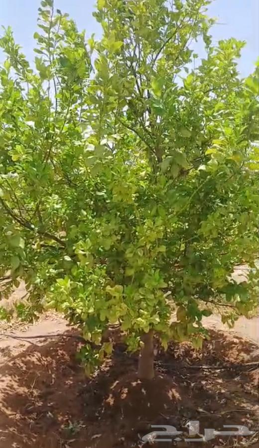 ليمون اضاليا عمره 5 سنوات63402917777923111