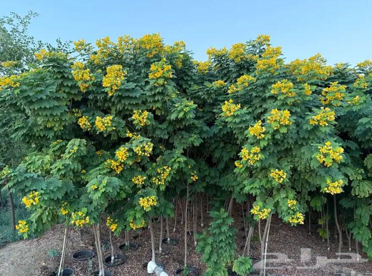 تنسيق الحدائق63033605392513113