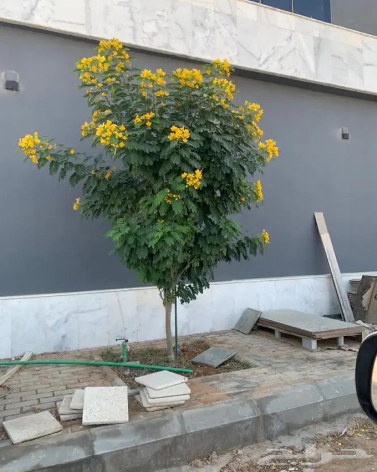 تنسيق الحدائق63033605392513112