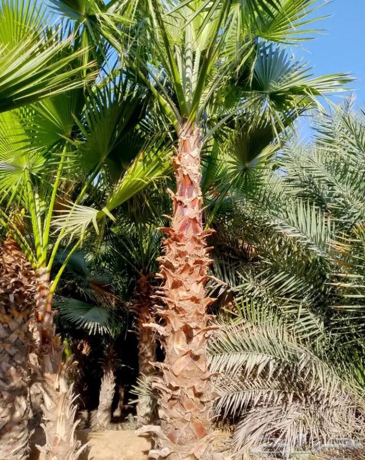 تنسيق الحدائق63033605392513111