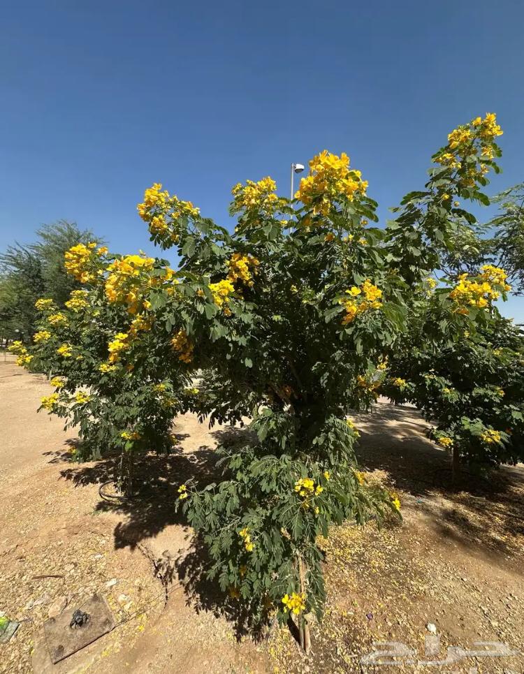 تنسيق الحدائق63033605392513114