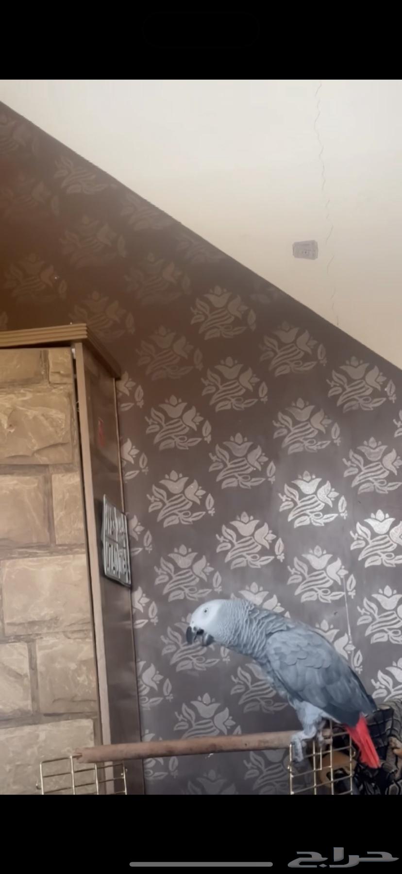 A two-year-old Casco parrot, okay, good.63405256745859112