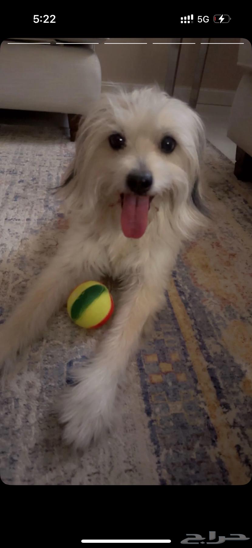Maltese dog for sale63404932851459111