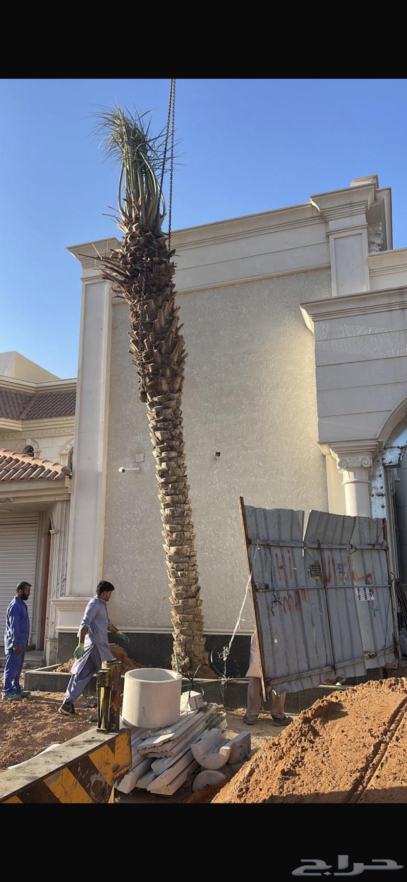 Palm trees for sale, all heights available63406393303937111