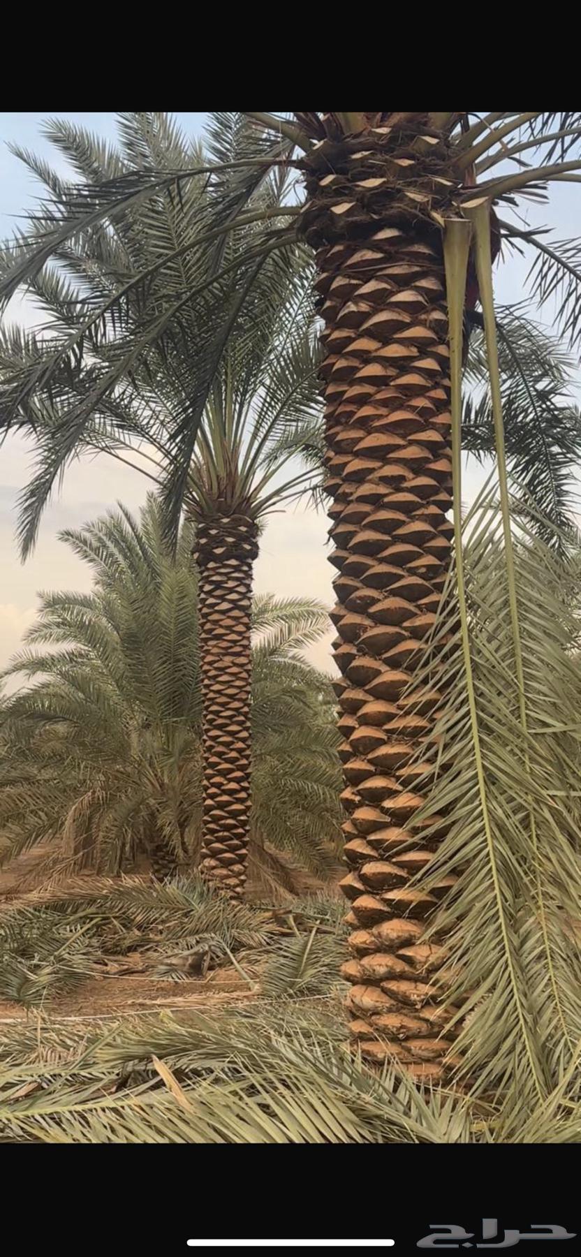 Palm trees for sale, all heights available63406393303937112
