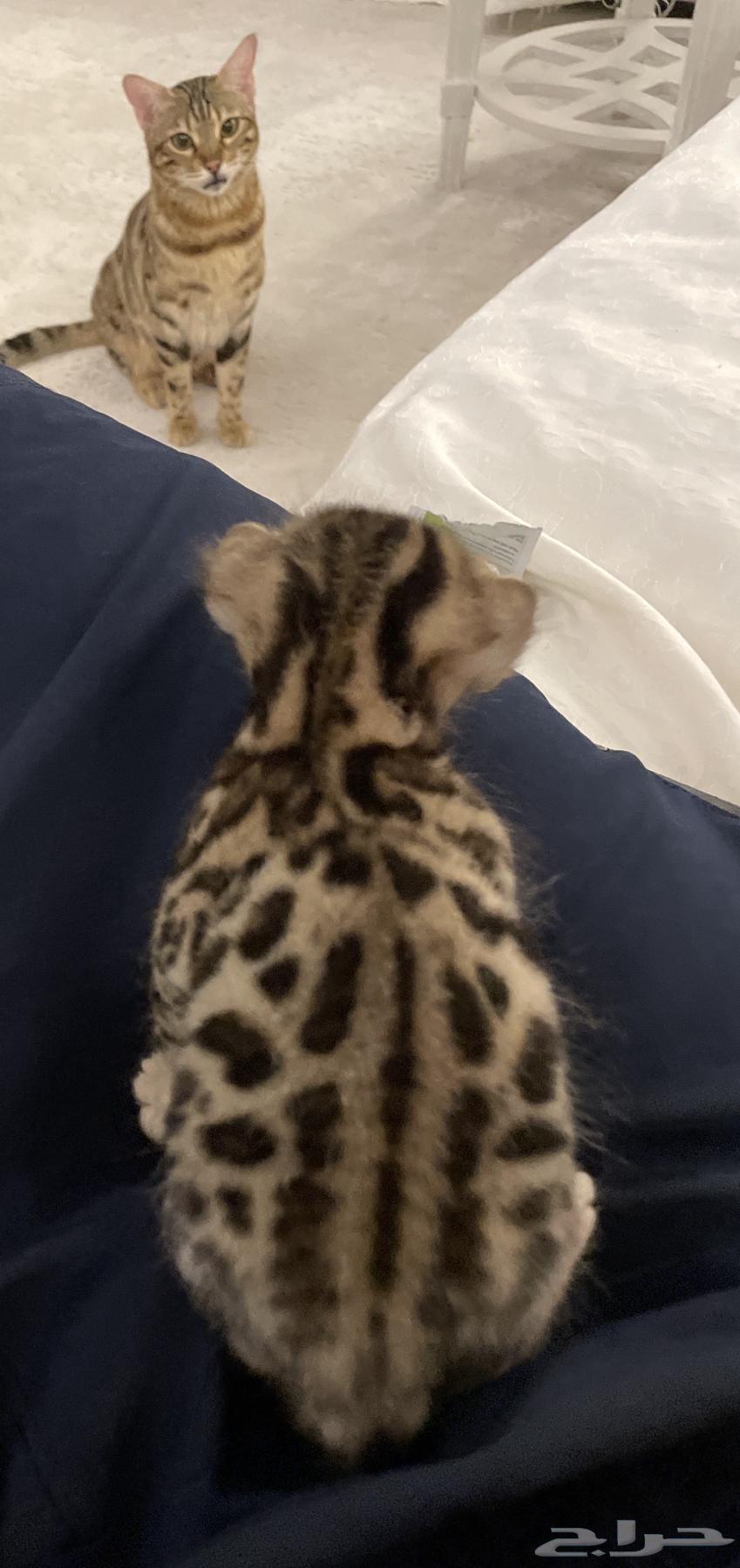 نادر ومميز قط بنقال بنغال Rosetted spots bengal cat63404507623683111