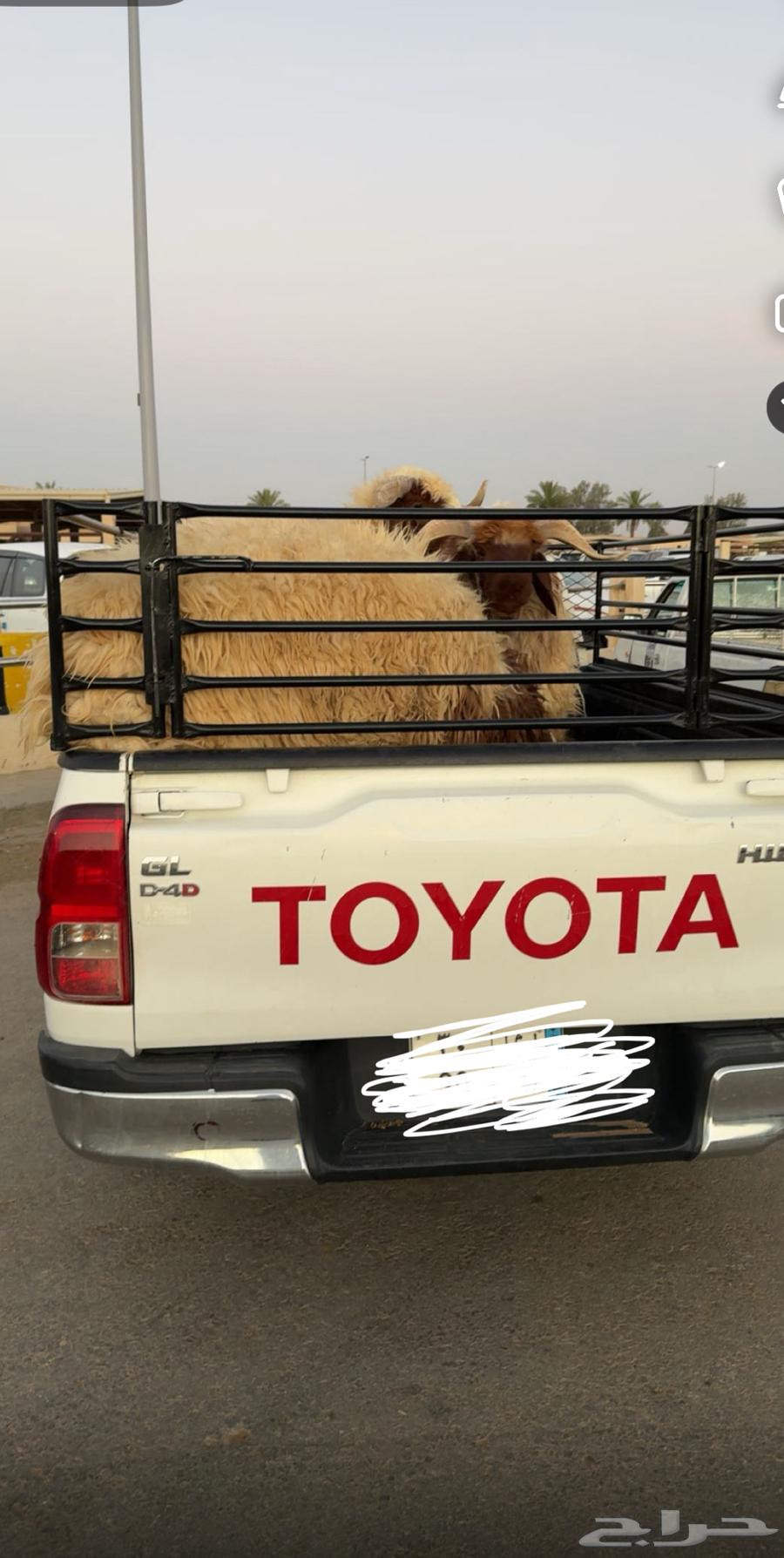 Transporting Anizah sheep dates experts Badai'ah Anizah Al-Shamsiyah) Hilux630322965909781117