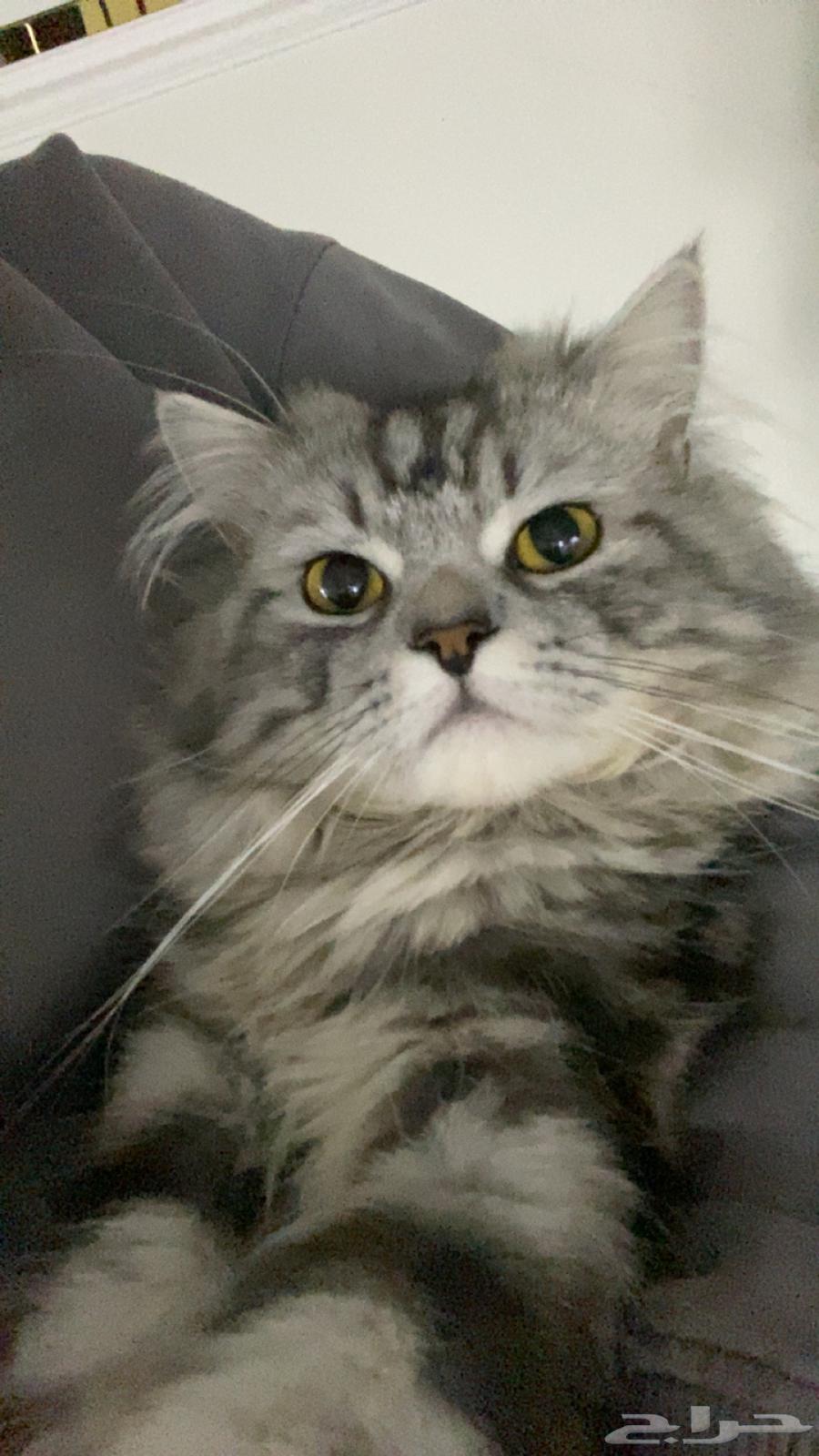 Cat for adoption63401010260865111