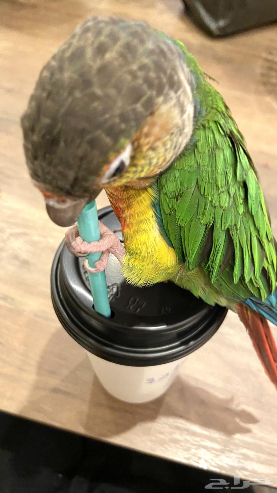 Tame Keniour bird for sale634009479013151126