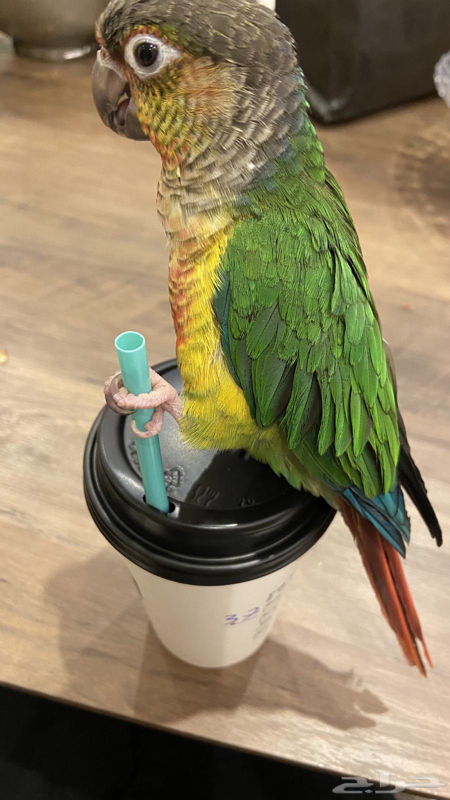 Tame Keniour bird for sale63400947901315111