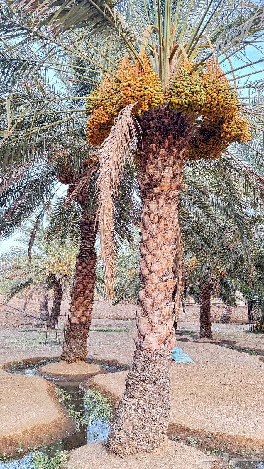 ثمرة النخيل للبيع63398355658497111