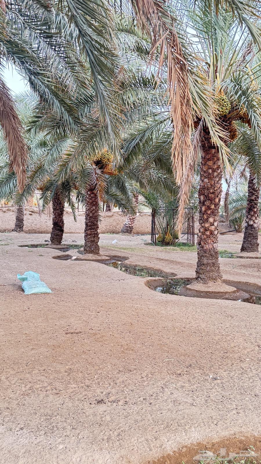 ثمرة النخيل للبيع63398355658497112