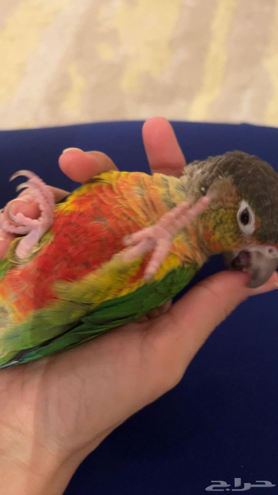 Tame Keniour bird for sale63400947901315112