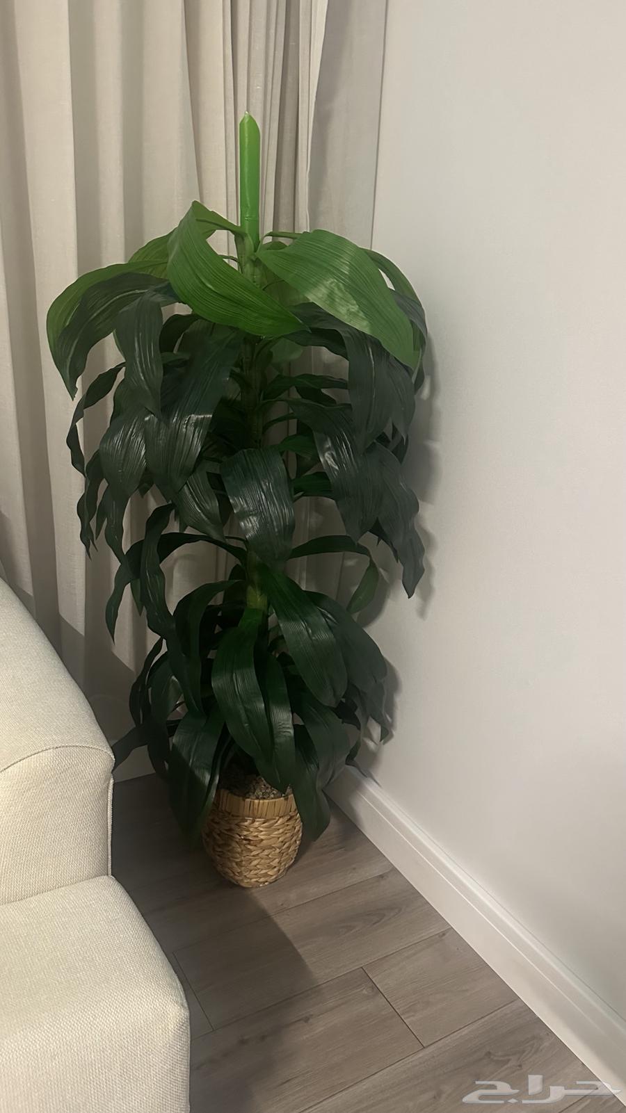 Planting corner63402134786177111
