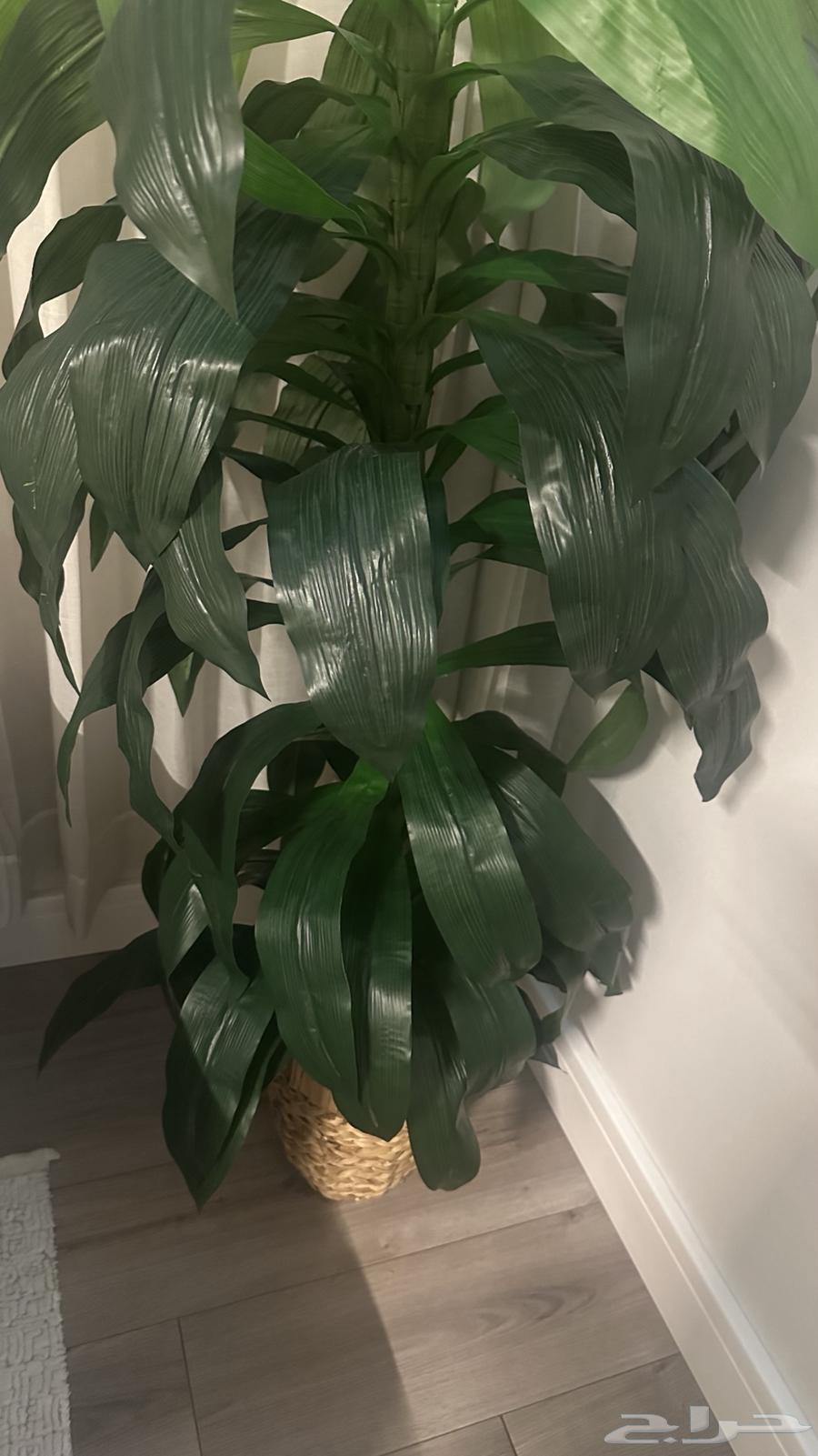 Planting corner634021347861771127