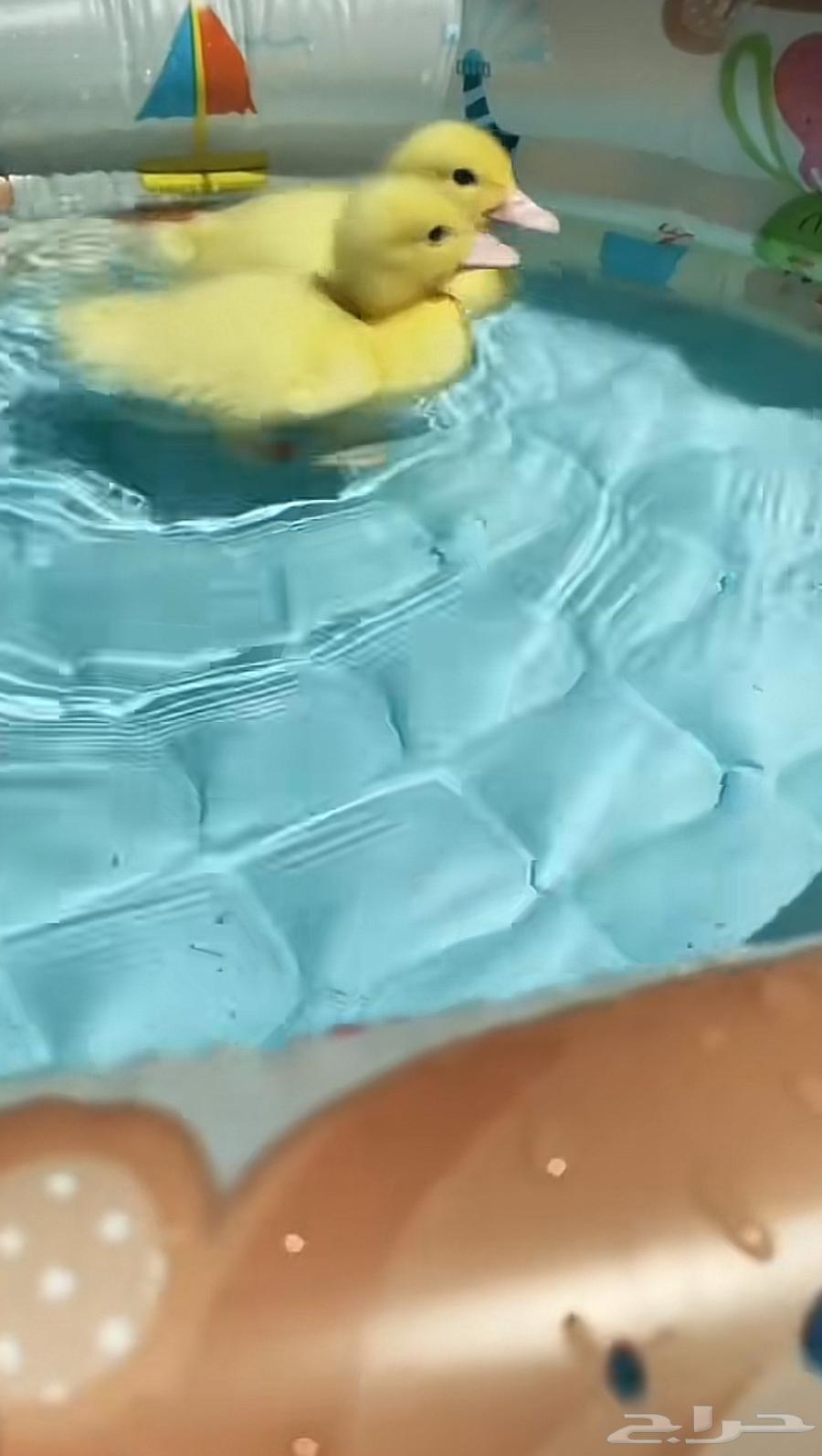 فروخ بط بكيني634021185944341122