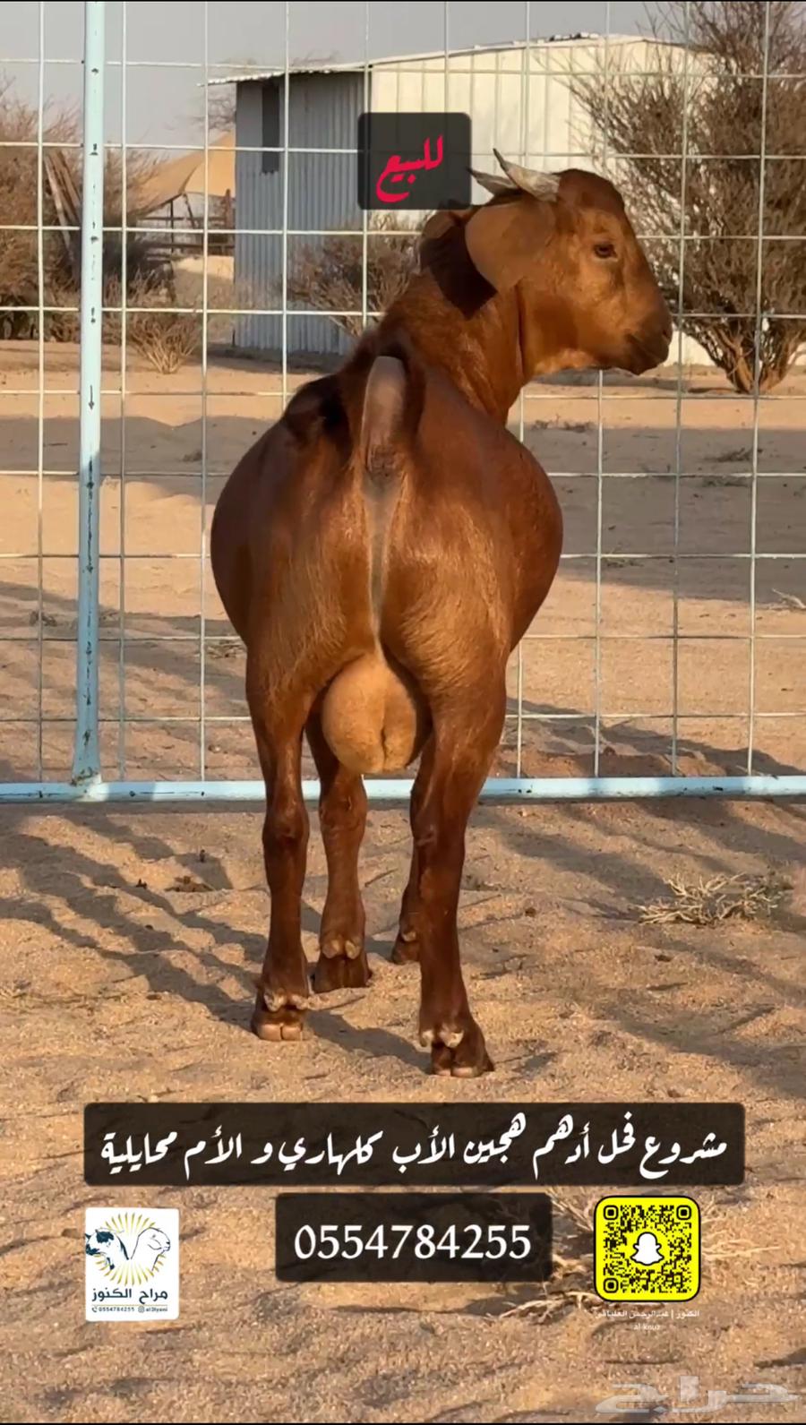Adham's luxury hybrid Kalahari stallion project633792315001621113