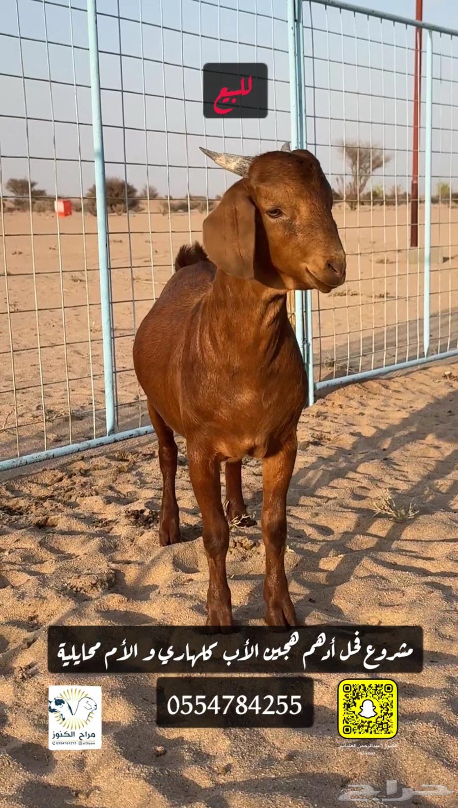 Adham's luxury hybrid Kalahari stallion project63379231500162111