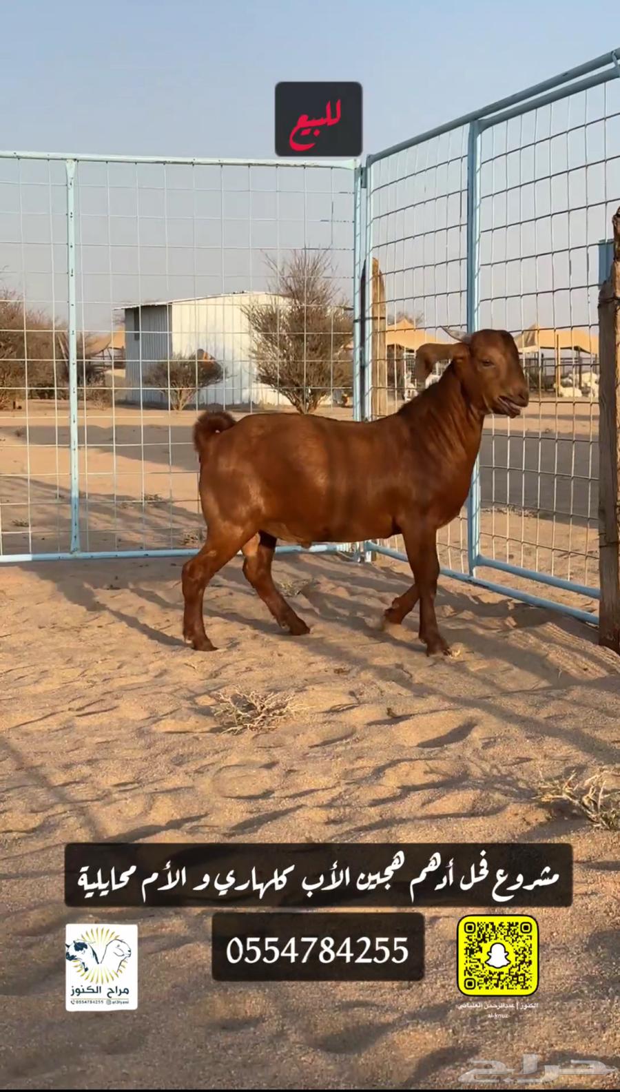 Adham's luxury hybrid Kalahari stallion project63379231500162114