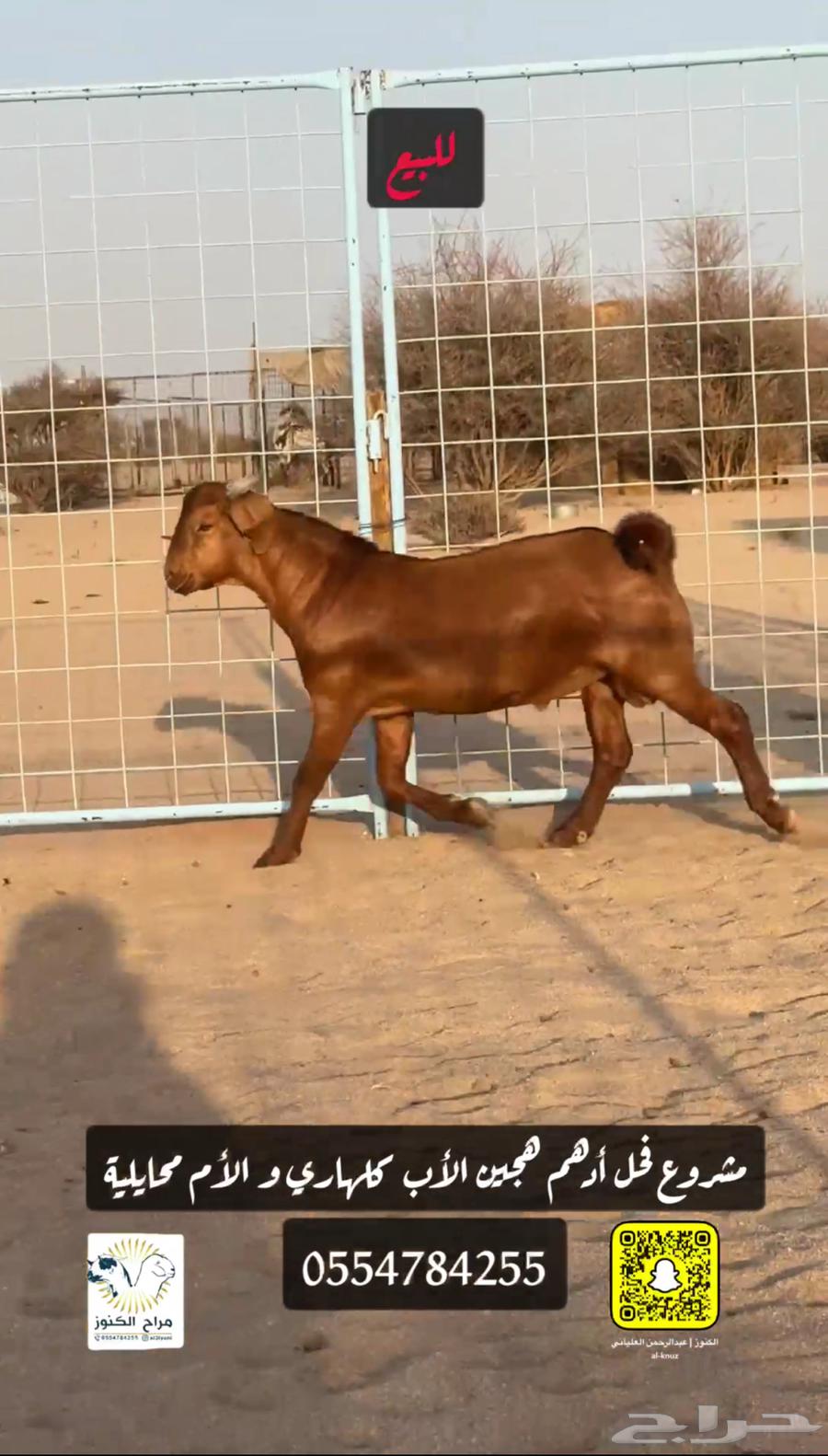 Adham's luxury hybrid Kalahari stallion project63379231500162112