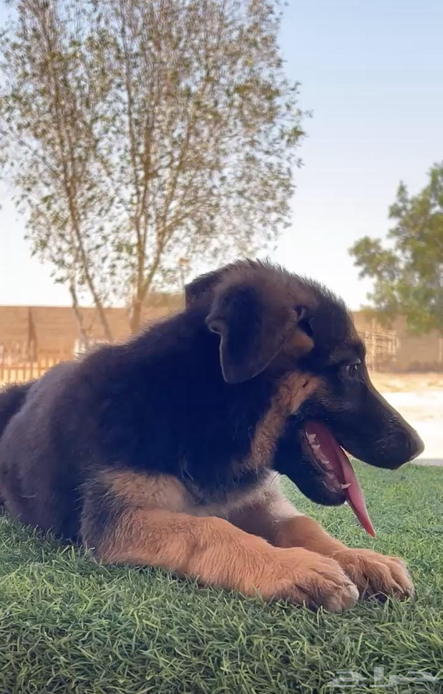 جراوي جيرمن شيبرد بيور63398318403459113
