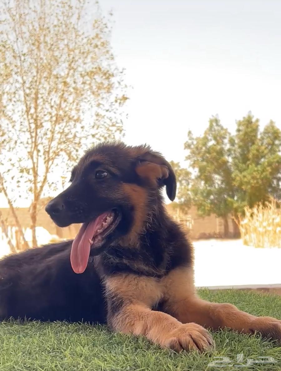 جراوي جيرمن شيبرد بيور63398318403459112