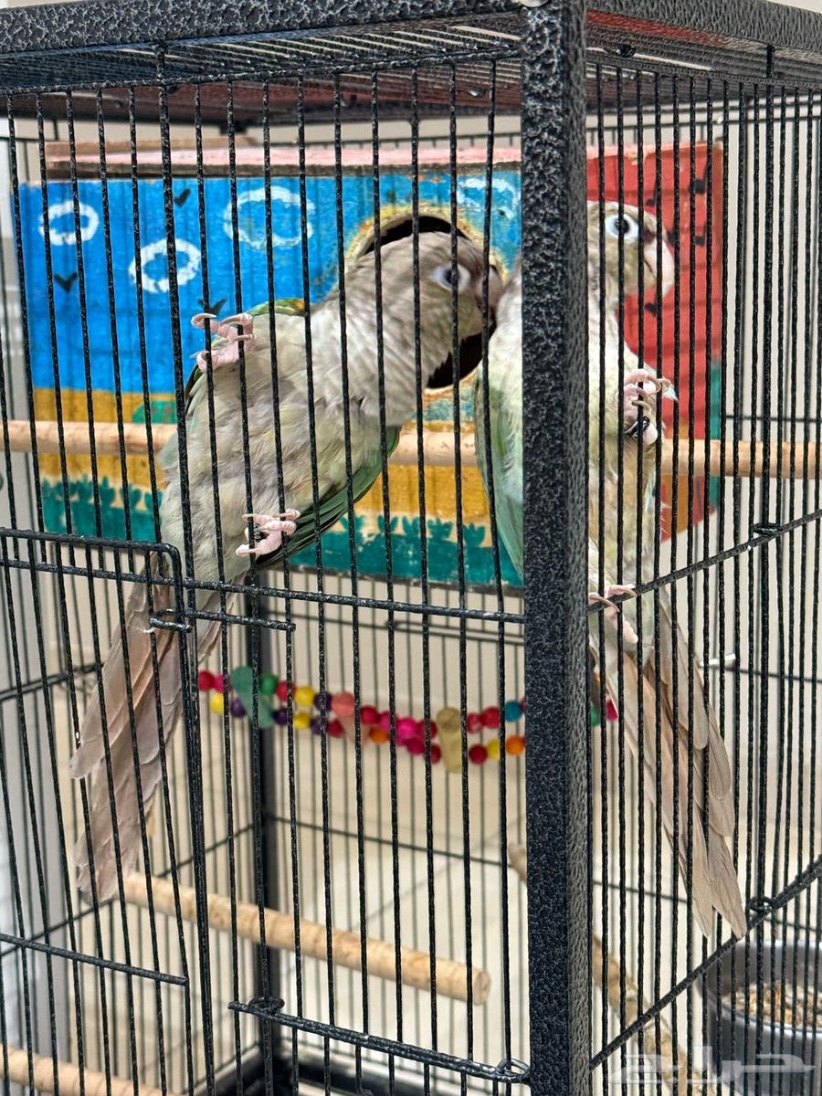 كنيور اليف زوج شامل القفص63398368454531111