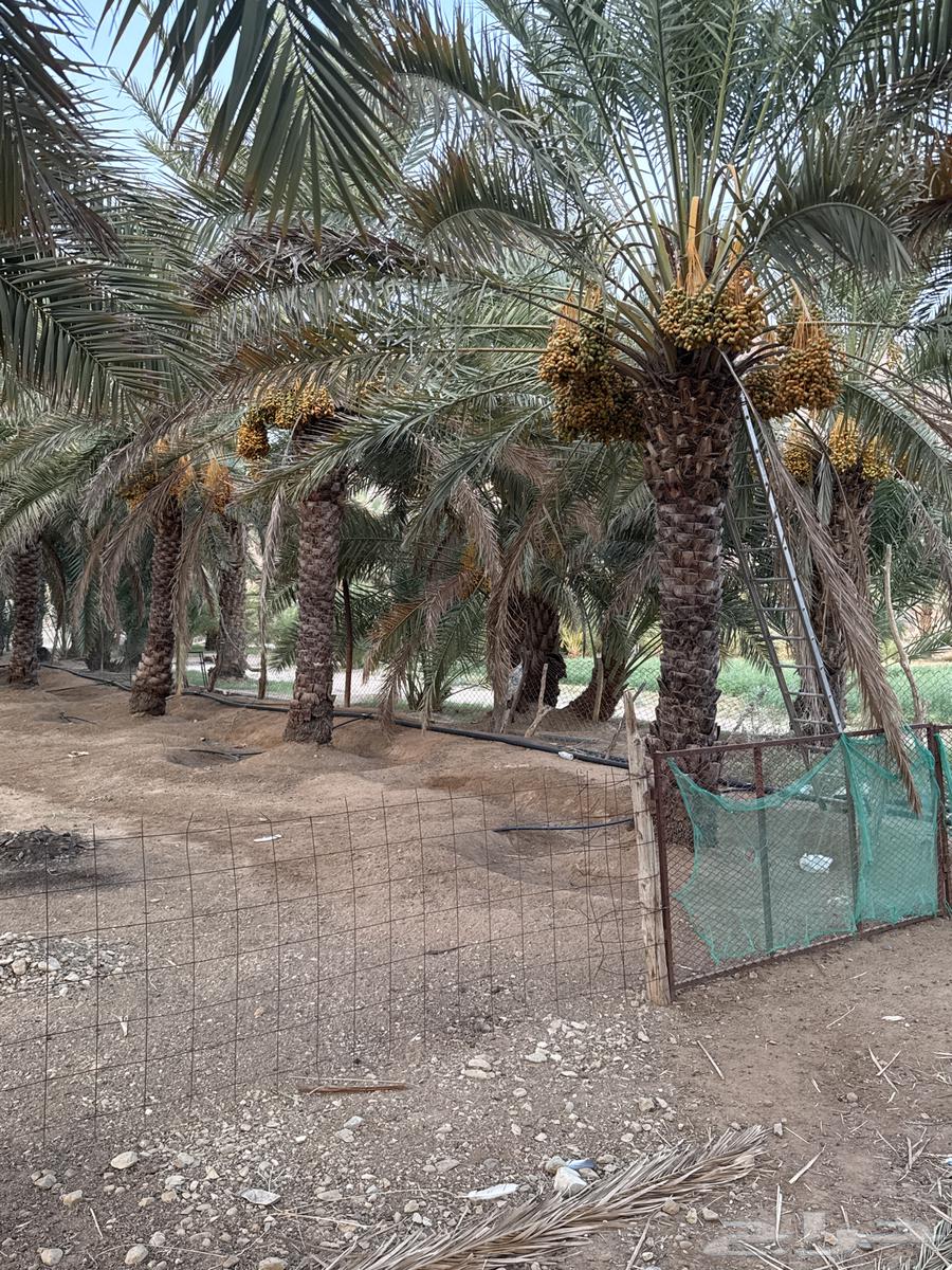 ثمرة النخيل للبيع63398355658497113