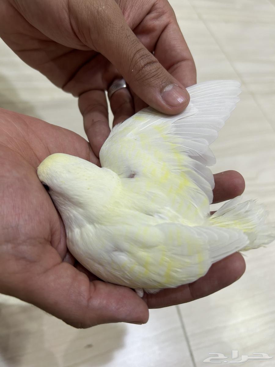 فروخ روز ( نهاية غر ) للي يبي اليف63398361823618111