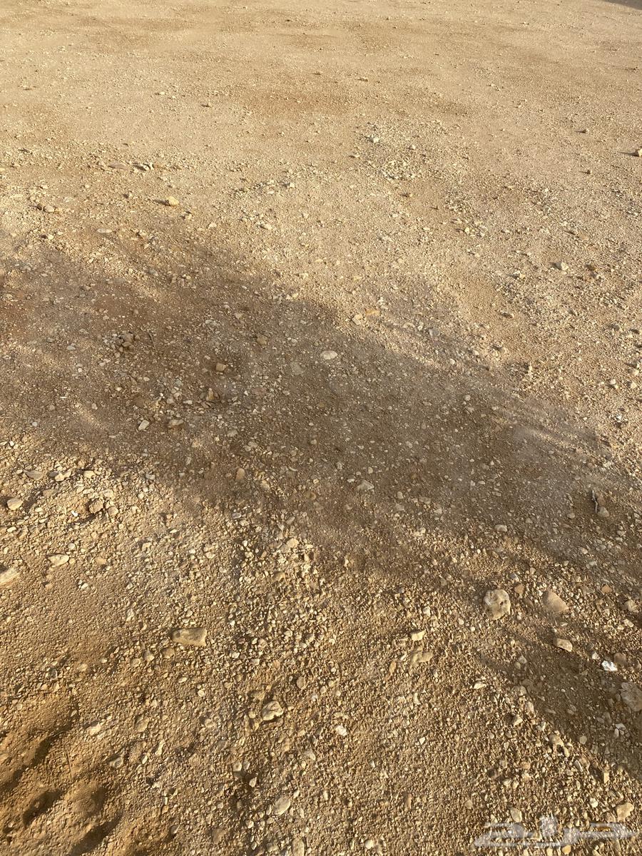 Very clean Sabia soil63399682506369113