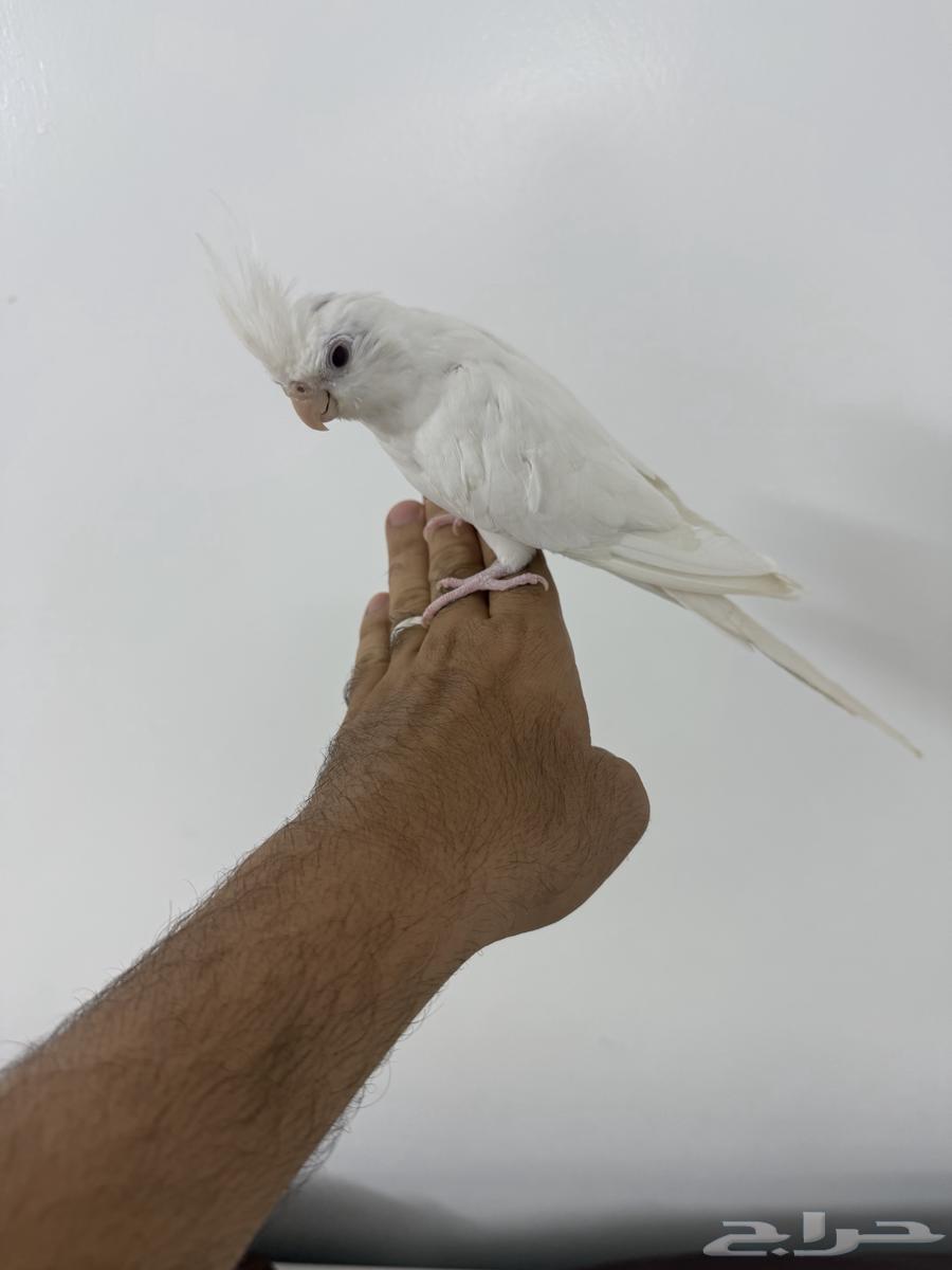 Cranes63150220503809112