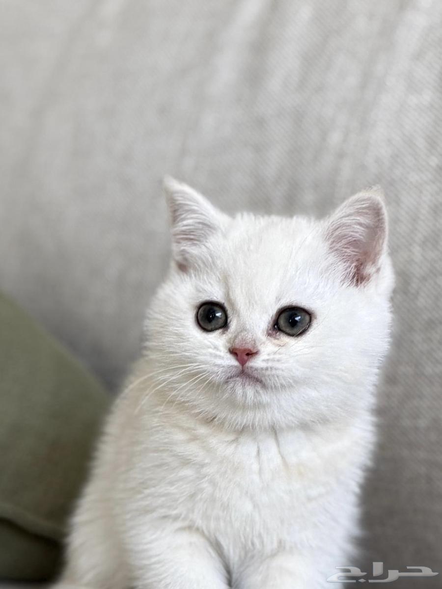 For sale: Scottish Pure white female cat. Installment payment available.63399708725506111
