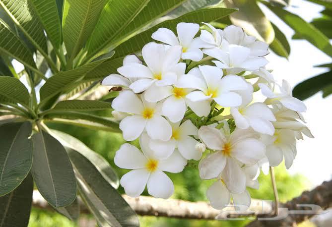 White Indian jasmine seedlings63398355213955112