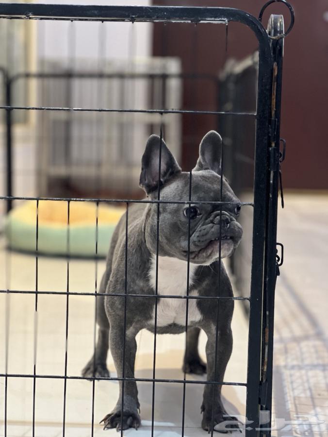 French Bulldog63399736400898111