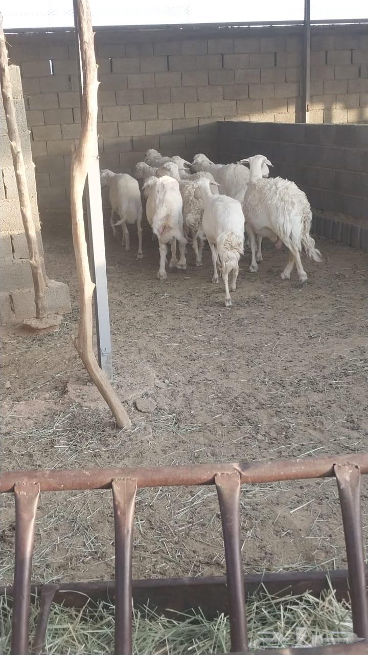 المشاعله63398349133698111