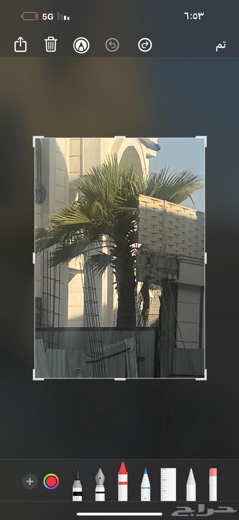 نخل واشنطن630314164160021111