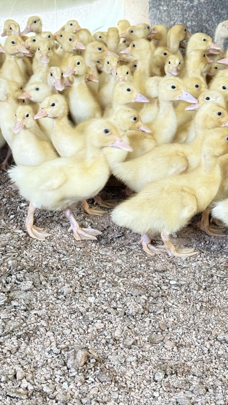 صوص بط بكيني63374282068995111