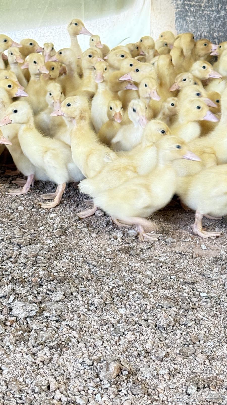 صوص بط بكيني633742820689951122