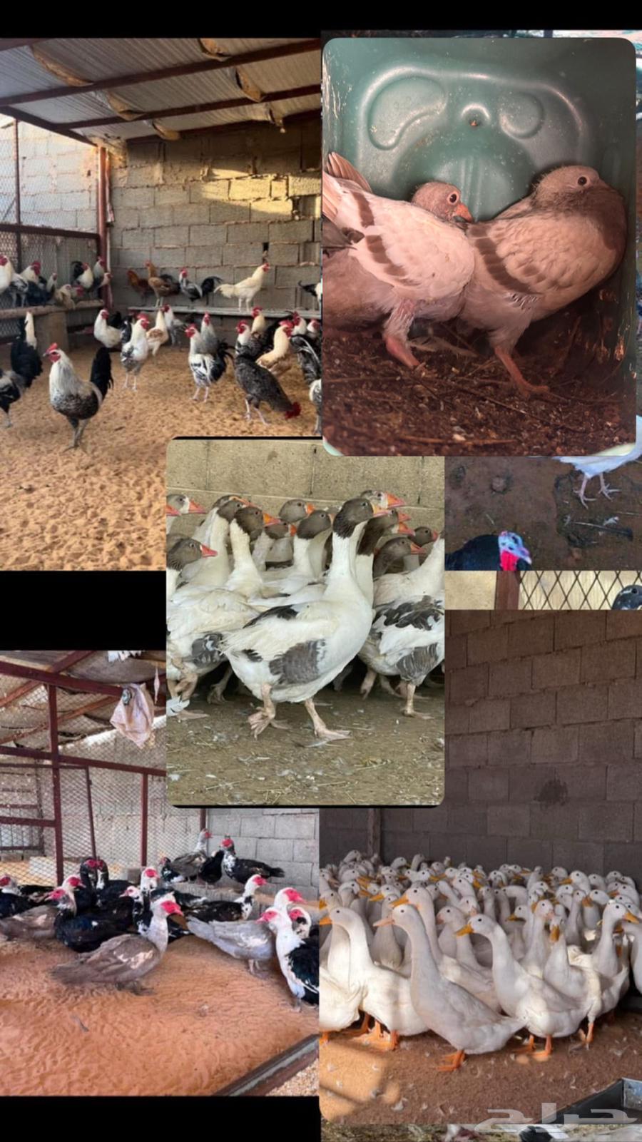 Coal, ducks, geese, turkeys, and meat chickens63273480905729110