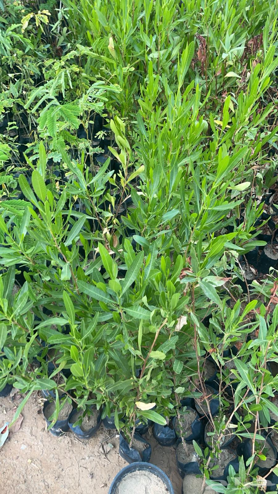 Agricultural seedlings63374728891267111