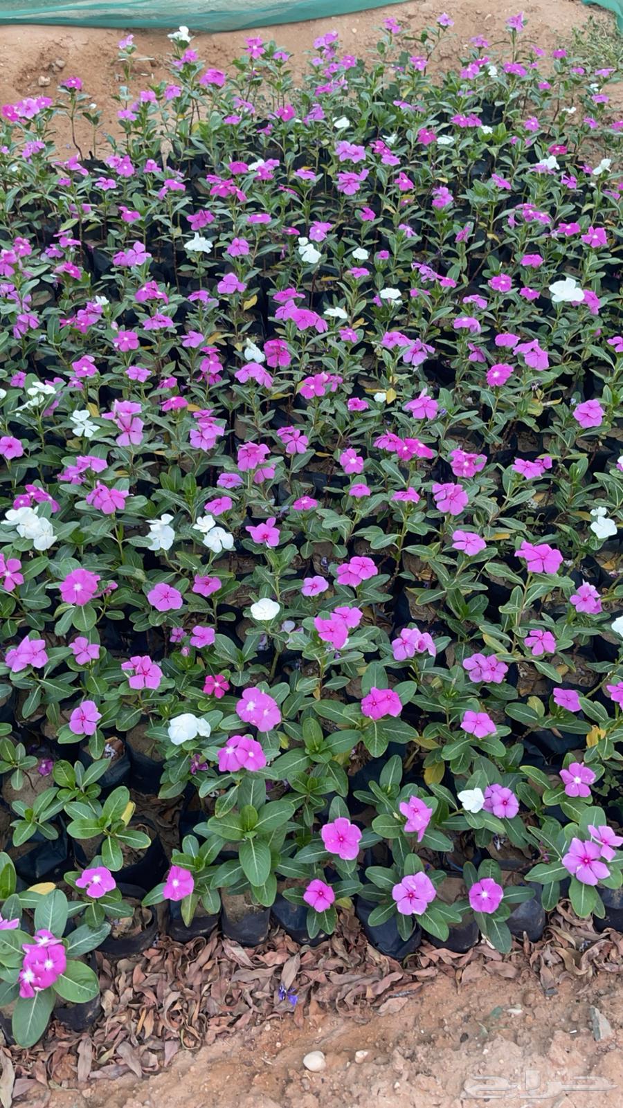 Agricultural seedlings63374728891267113
