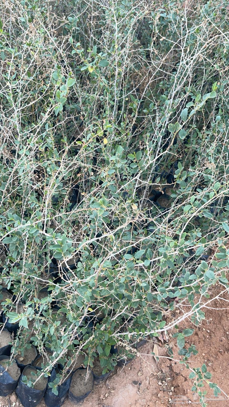 Agricultural seedlings63374728891267112