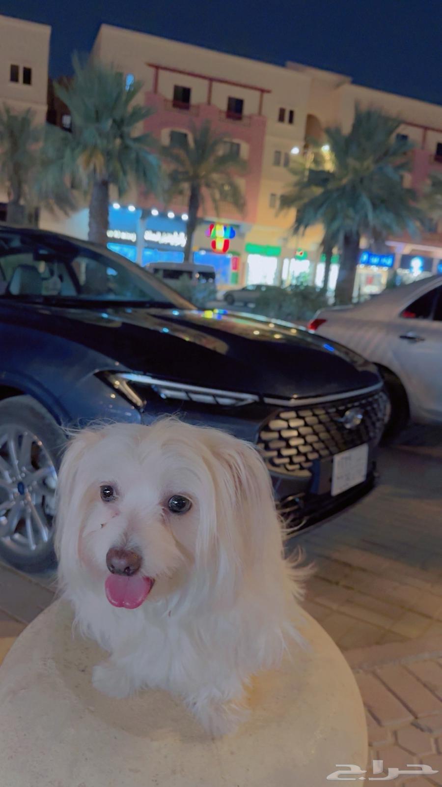 كلب للبيع مطيع واليف63376071150211110